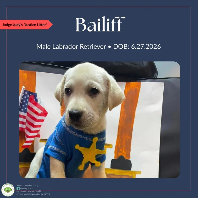Bailiff thumbnail 5