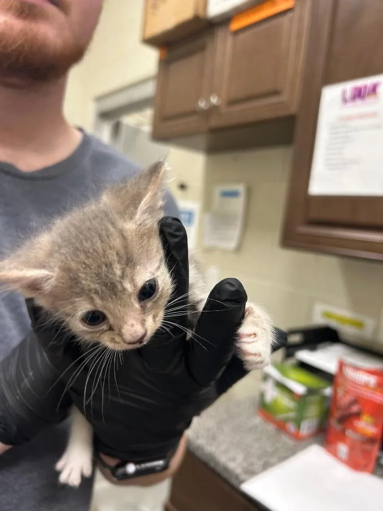 A young small-sized male Domestic Short Hair cat named 2026-09-061 for adoption in Winder, GA