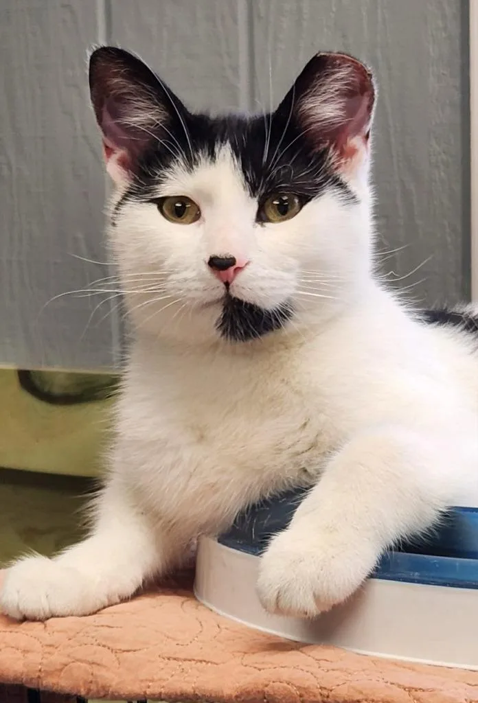 Inigo Montoya thumbnail 2