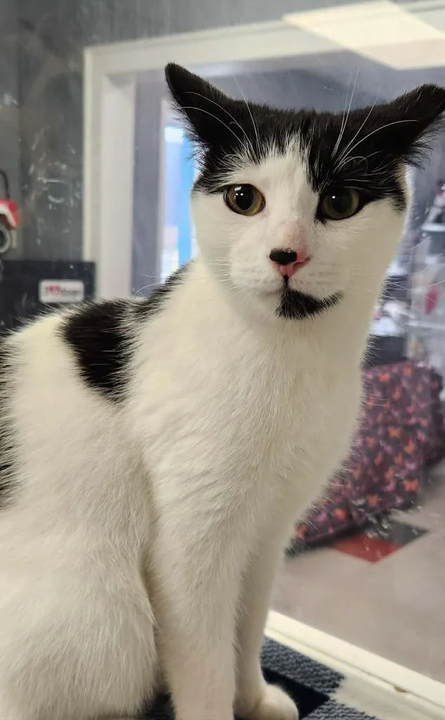 Inigo Montoya thumbnail 3