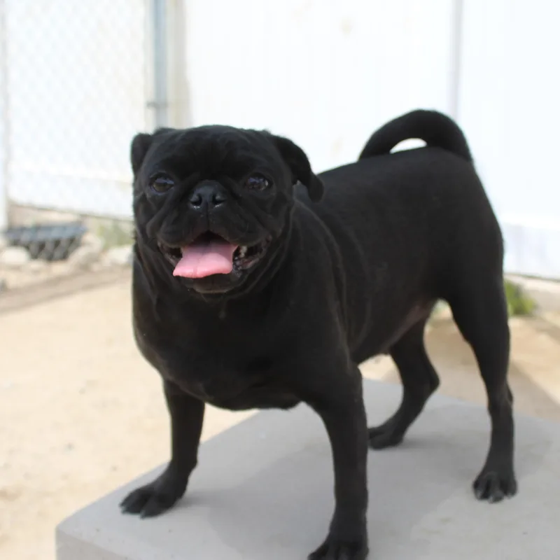 A young small-sized female Black Pug dog named Nyx for adoption in Yucca Valley, CA