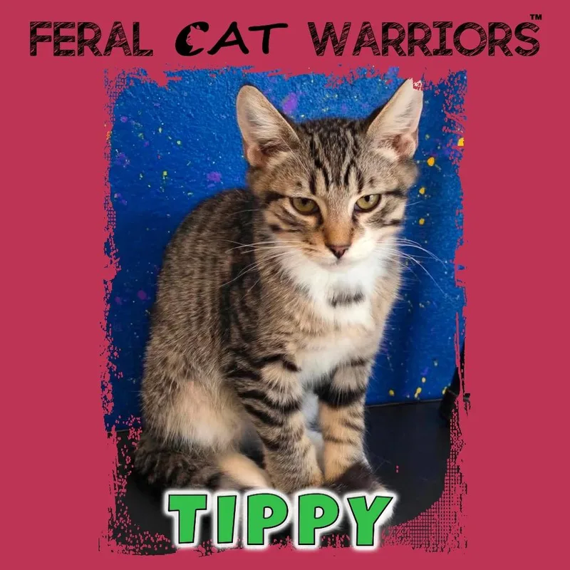A baby small-sized male Gray / Blue / Silver Domestic Short Hair cat named Tippy for adoption in Kingman, AZ