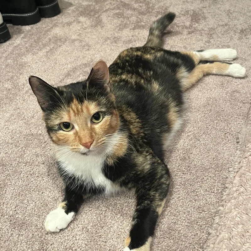 A young medium-sized female Calico cat named Lucy for adoption in Cranford, NJ