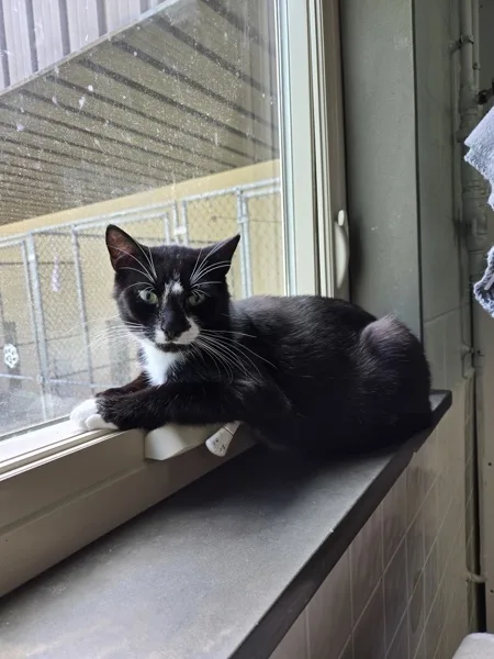 An adult medium-sized male Domestic Short Hair cat named Domino for adoption in Kingston, NY