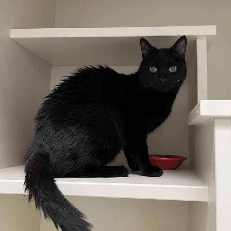 A senior medium-sized female Black Domestic Short Hair cat named Midnight for adoption in Fairport, NY