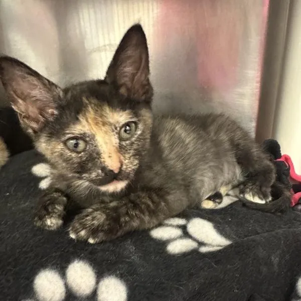 A baby small-sized female Domestic Short Hair cat named Yamaha for adoption in Walnut Creek, CA
