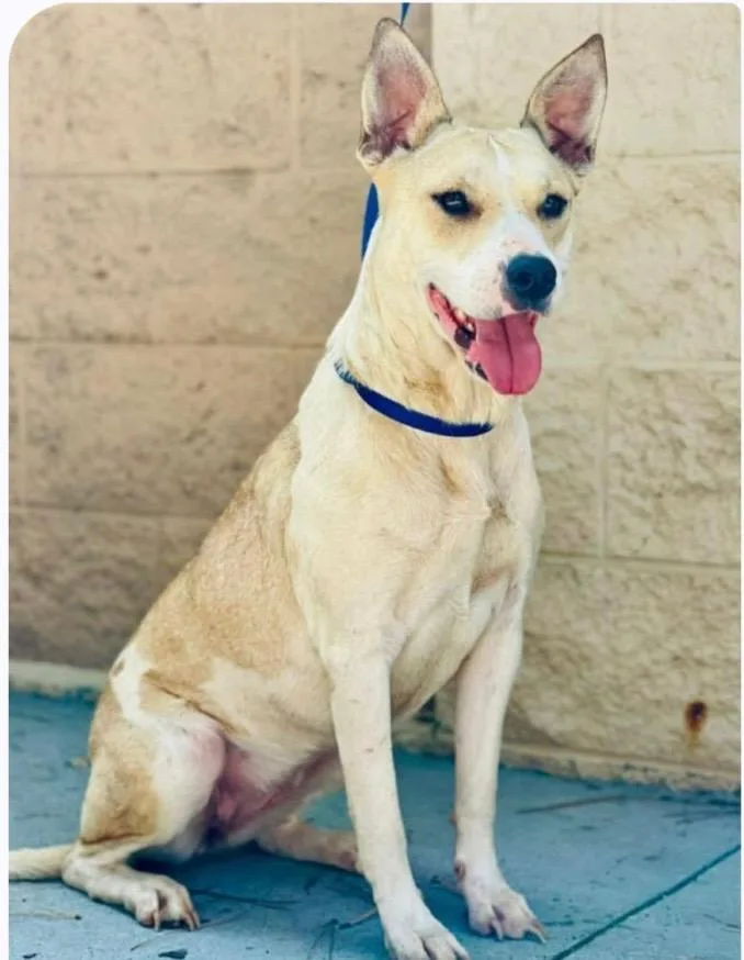A young medium-sized female White / Cream Husky dog named Sheila for adoption in Nyack, NY