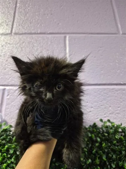 A baby small-sized female Black Domestic Medium Hair cat named 61055631 for adoption in El Paso, TX