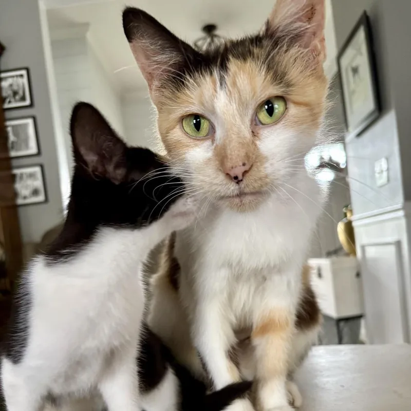 An adult medium-sized female Calico Domestic Medium Hair cat named Mama Fratelli for adoption in Granville, OH
