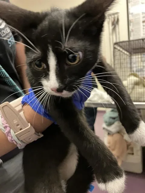 A baby small-sized male Domestic Short Hair cat named Joop for adoption in Long Beach, CA