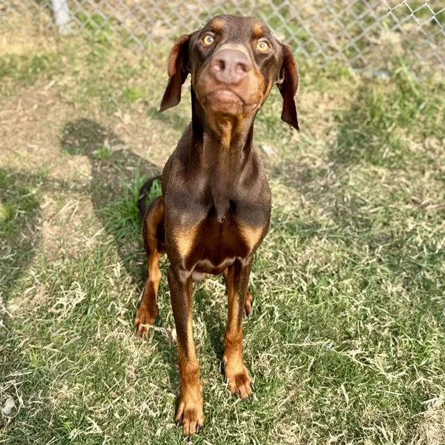 An adult large-sized male Doberman Pinscher dog named Cooper for adoption in Houston, TX