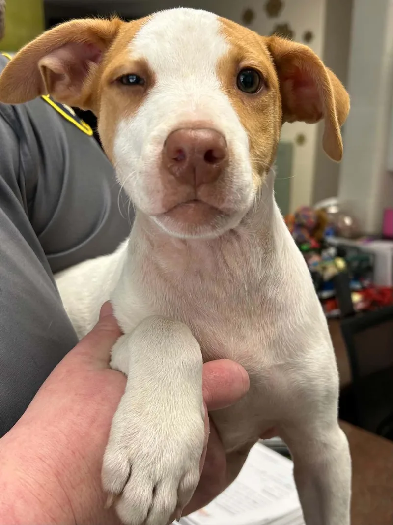 A baby small-sized male Yellow / Tan / Blond / Fawn Pit Bull Terrier dog named Rusty for adoption in Burlington, IA