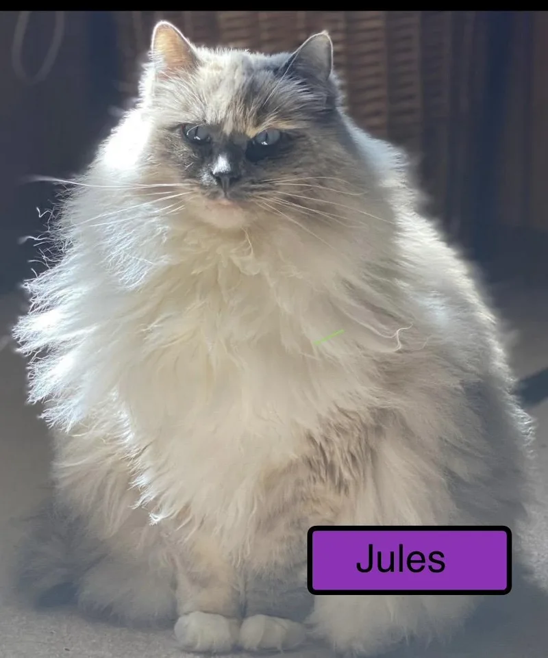 Jules