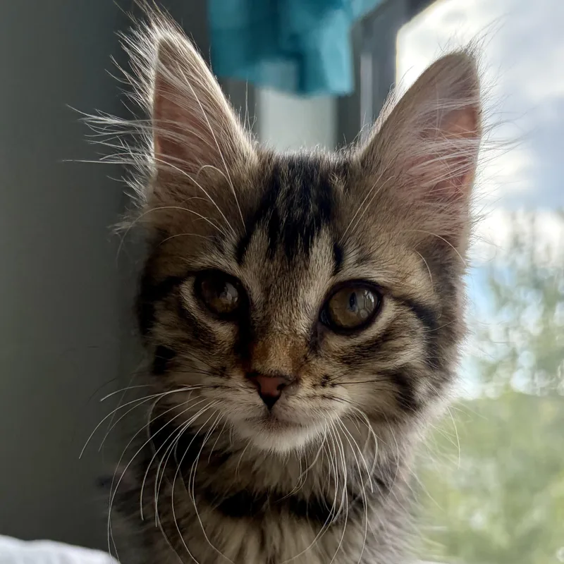 A baby medium-sized female Tabby (Brown / Chocolate) Domestic Medium Hair cat named Eleanor for adoption in Scranton, PA