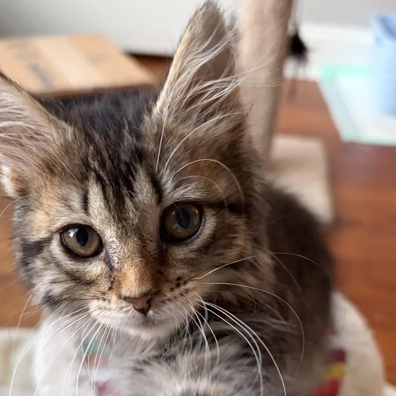 Eleanor thumbnail 5