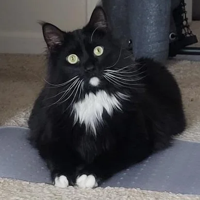 Toby