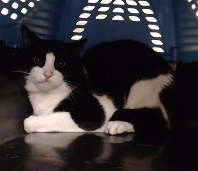 An adult small-sized male Domestic Short Hair cat named General Tom Thumb for adoption in Denver, CO