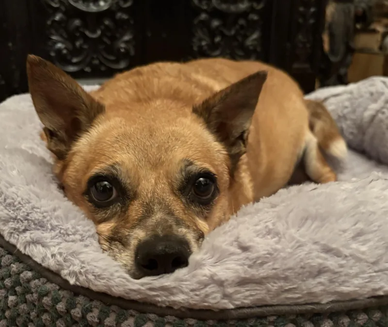 An adult medium-sized female Red / Chestnut / Orange Chihuahua dog named Fanny for adoption in Brooklyn, NY