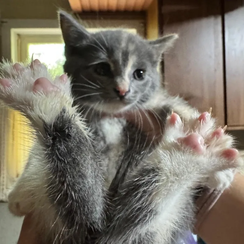 A baby small-sized female Calico Domestic Short Hair cat named Gospel for adoption in Danbury, CT