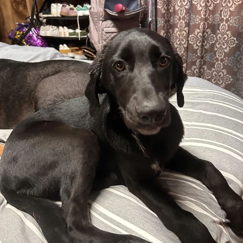 A baby large-sized female Labrador Retriever dog named Magnolia for adoption in Kutztown, PA