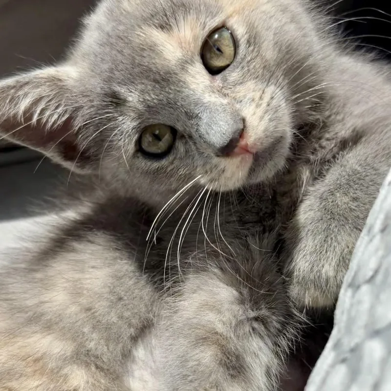 A baby small-sized female Calico Domestic Short Hair cat named Flounder for adoption in Point Richmond, CA
