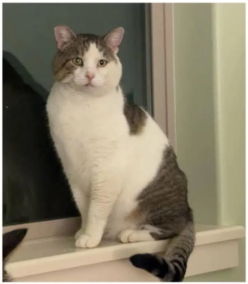A young large-sized male Domestic Short Hair cat named GoGurt for adoption in Eugene, OR