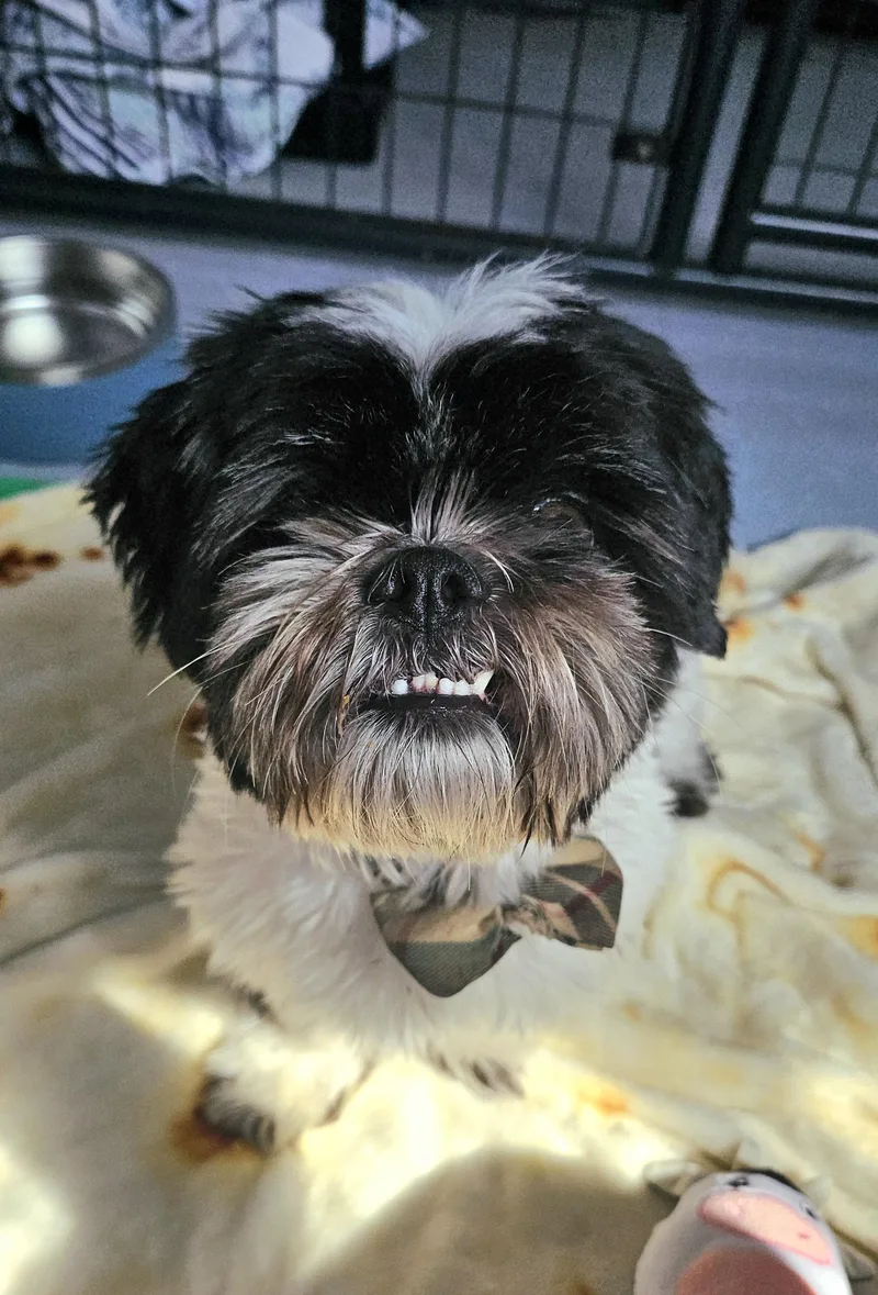 Oreo