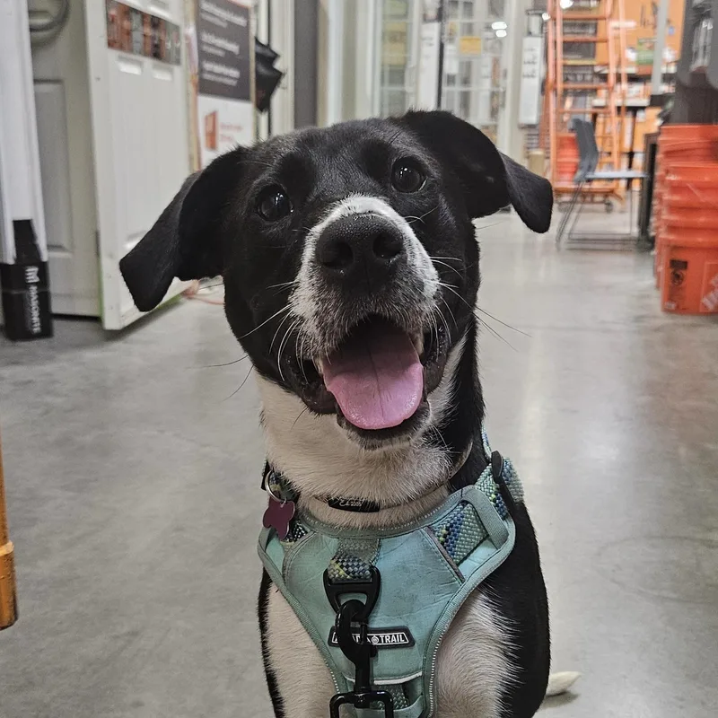 An adult medium-sized male Black Pit Bull Terrier dog named Johnny for adoption in Columbia, SC