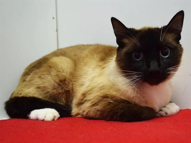 Mooska