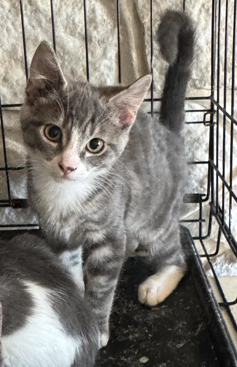 A baby small-sized male Tabby (Gray / Blue / Silver) Domestic Short Hair cat named Erickson for adoption in Pendleton, OR