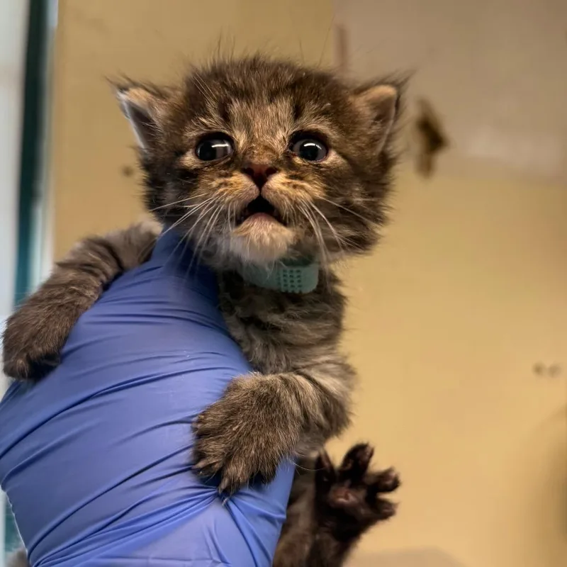 A baby small-sized male Black Domestic Short Hair cat named Seals for adoption in Pasadena, CA