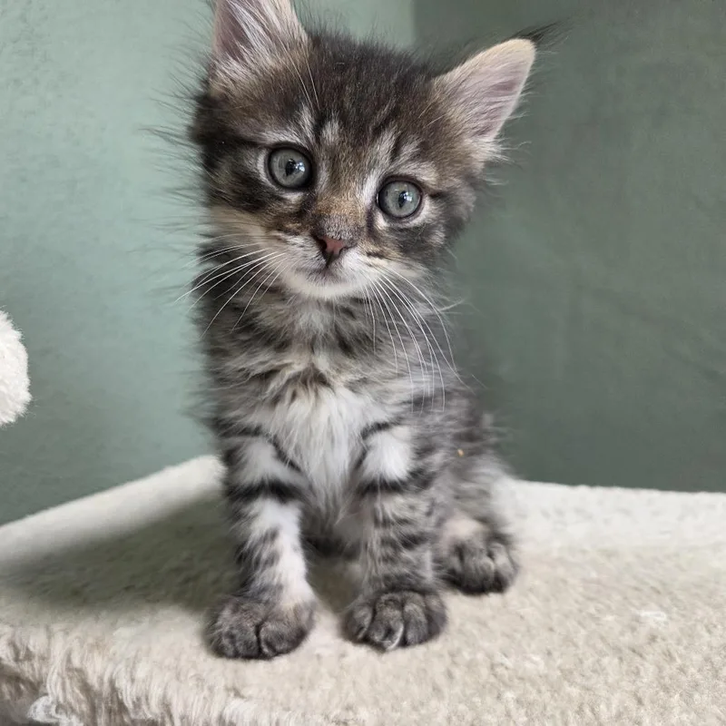 Seals thumbnail 2