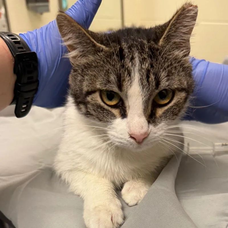 An adult medium-sized female Brown / Chocolate Domestic Short Hair cat named Shirley for adoption in Charlottesville, VA