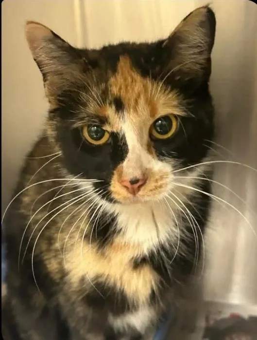 A young small-sized female Domestic Short Hair cat named Ahsoka for adoption in Plymouth, MN