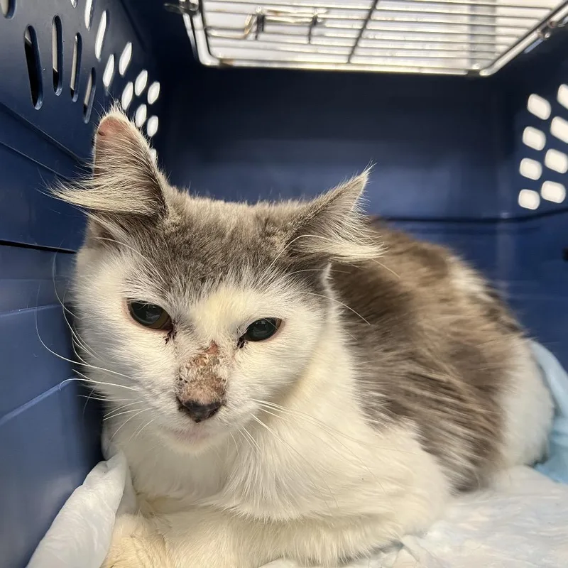 A young medium-sized male Gray / Blue / Silver Domestic Long Hair cat named Turbo for adoption in West Palm Beach, FL