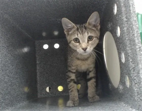 A baby small-sized male Domestic Short Hair cat named A for adoption in Orlando, FL