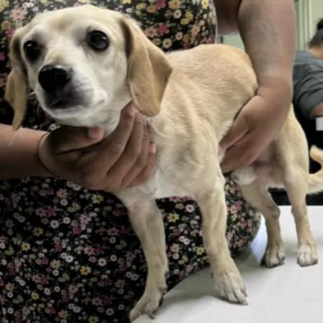 An adult small-sized male Chihuahua dog named A for adoption in Los Angeles, CA