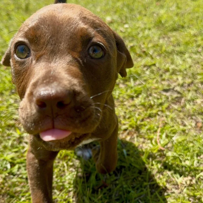 Chocolot thumbnail 2