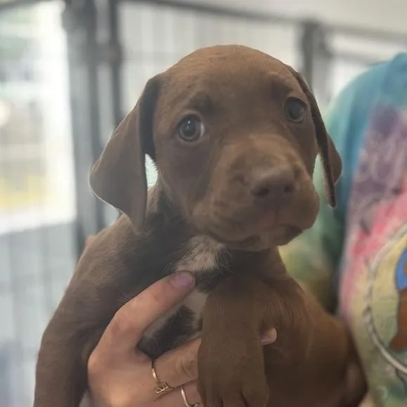 Chocolot thumbnail 3