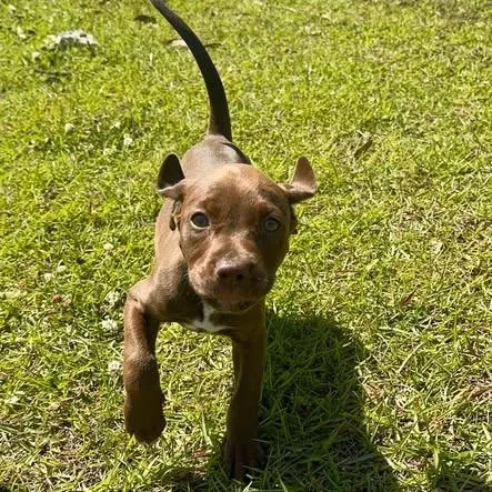 Chocolot thumbnail 4