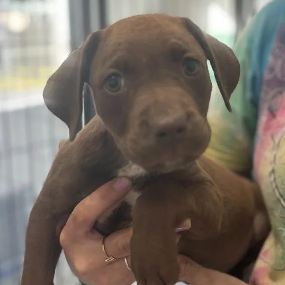 Chocolot thumbnail 5