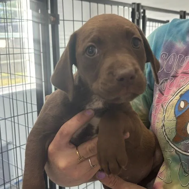 Chocolot thumbnail 6