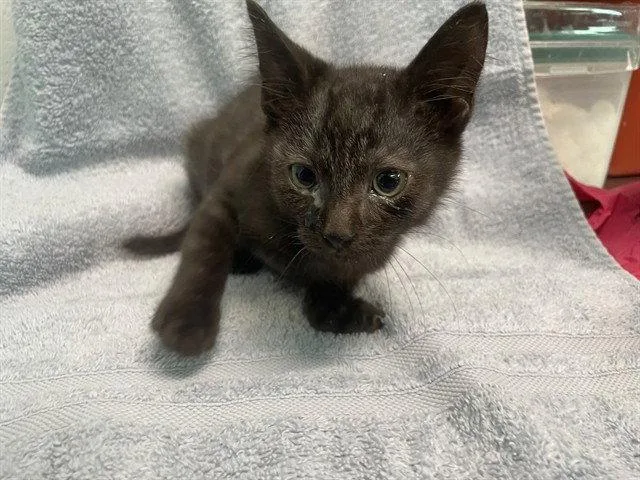 A baby small-sized male Domestic Short Hair cat named Nyx for adoption in Tavares, FL