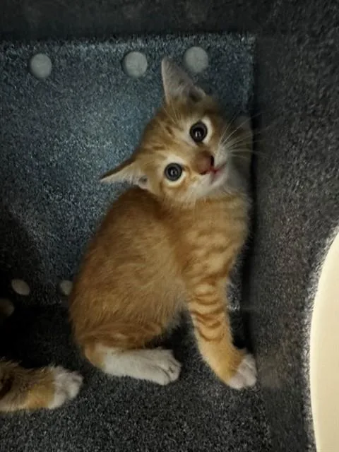 A baby small-sized male Domestic Short Hair cat named A for adoption in Naples, FL