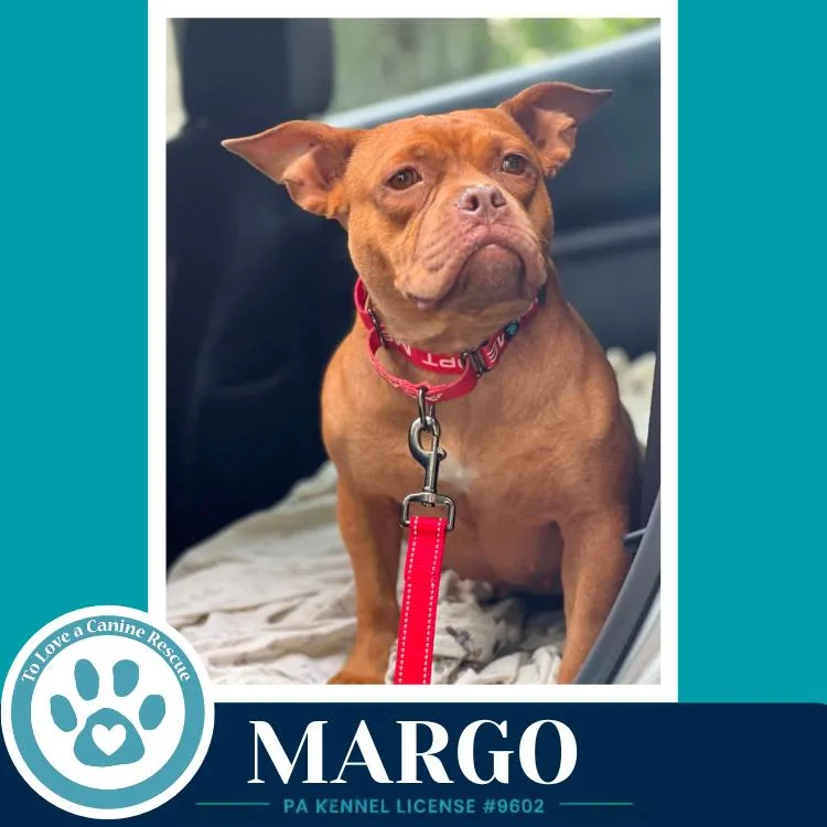 An adult medium-sized female Brown / Chocolate American Bulldog dog named Margo for adoption in Kimberton, PA