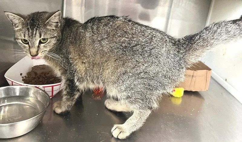 A young medium-sized female Tabby cat named Diamond for adoption in Carrollton, GA