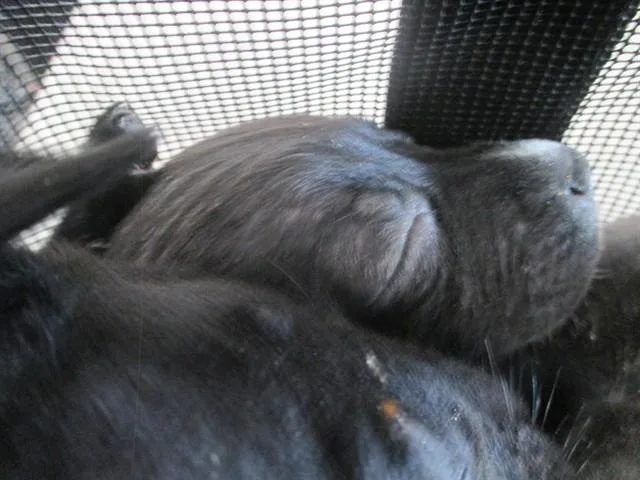 A baby small-sized female Pit Bull Terrier dog named Sadie for adoption in Ocala, FL