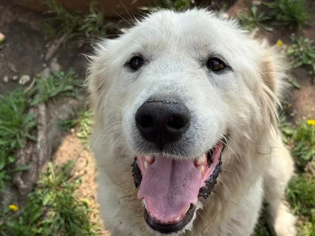 An adult extra large-sized female Great Pyrenees dog named Leeanna for adoption in Tulsa, OK