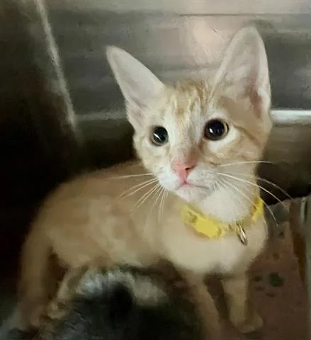 A baby small-sized female Domestic Short Hair cat named Darling for adoption in Houston, TX