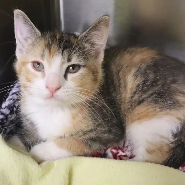 A baby small-sized female Domestic Short Hair cat named Snap for adoption in Sioux City, IA